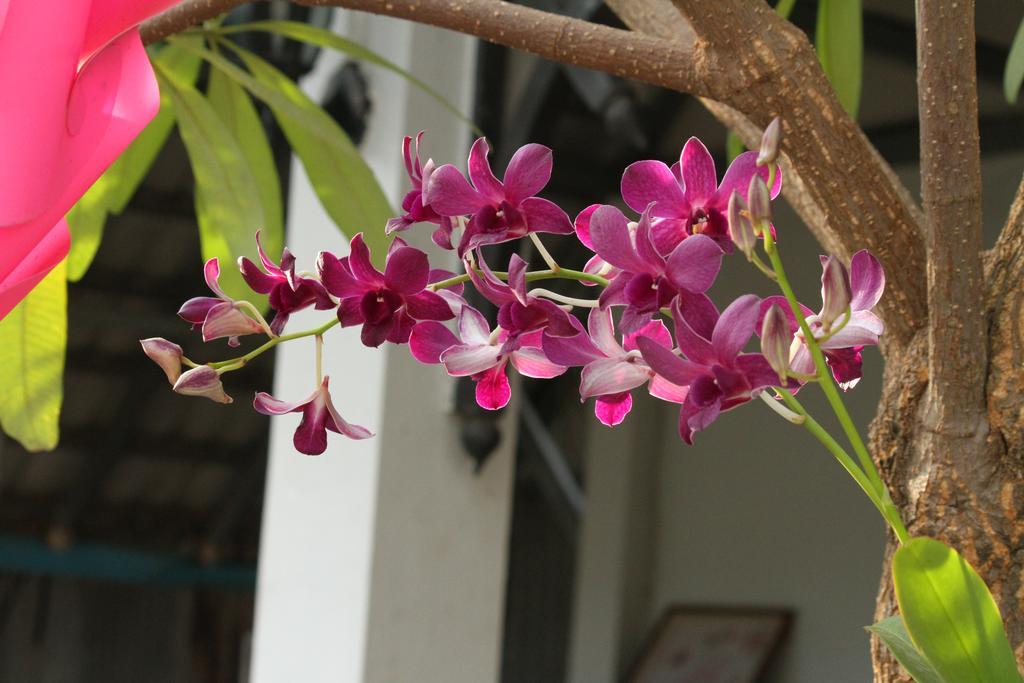 My Parents Guesthouse Kampot Exterior photo